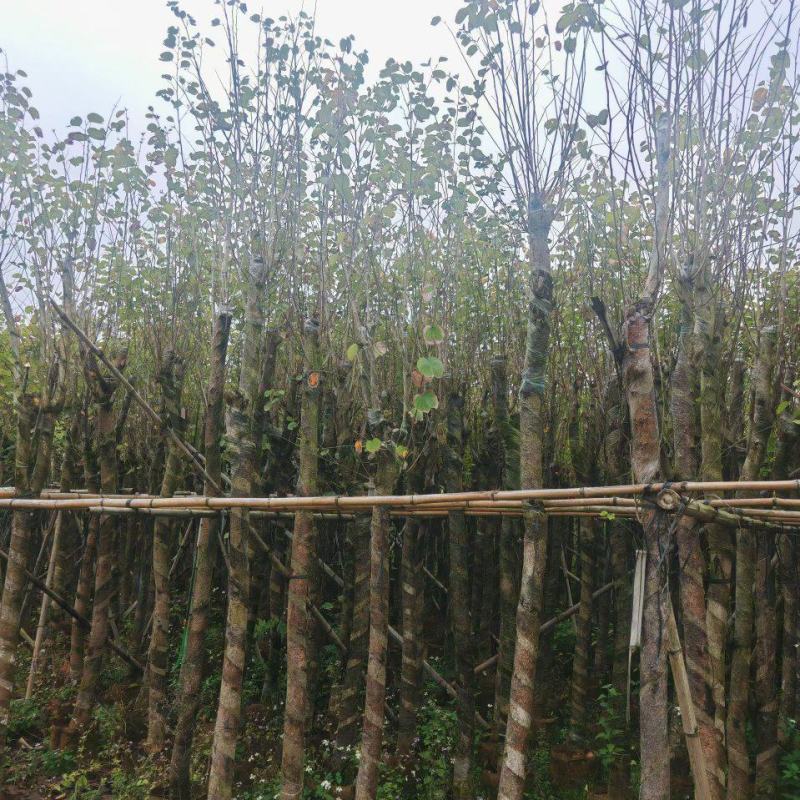 大量出售宫粉紫荆3-10分
