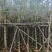 大量出售宫粉紫荆3-10分