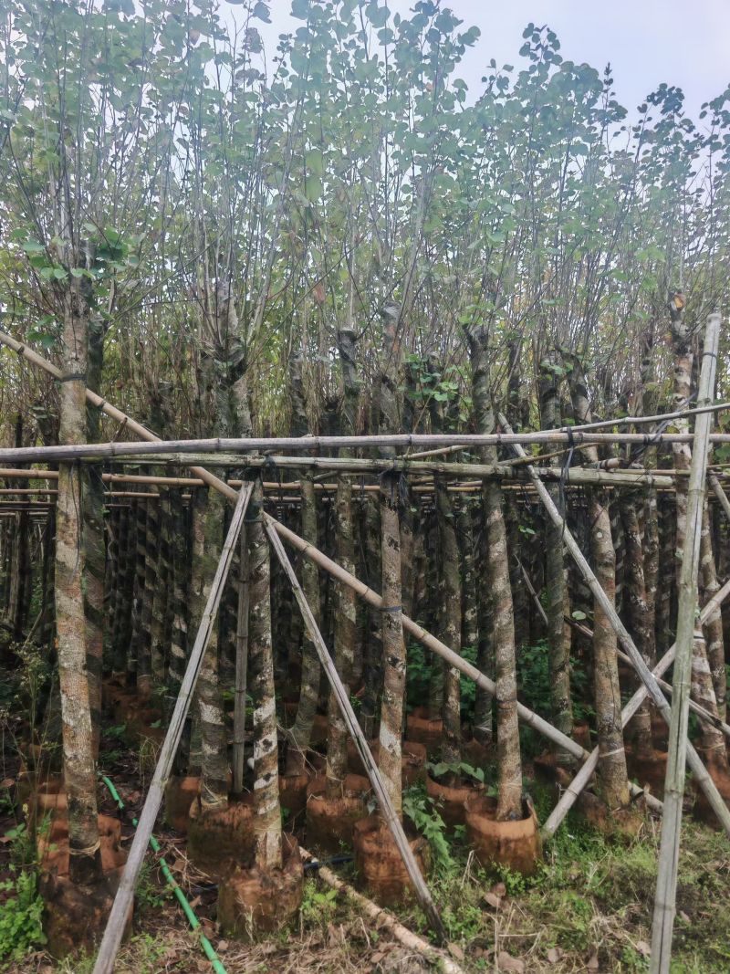 大量出售宫粉紫荆3-10分