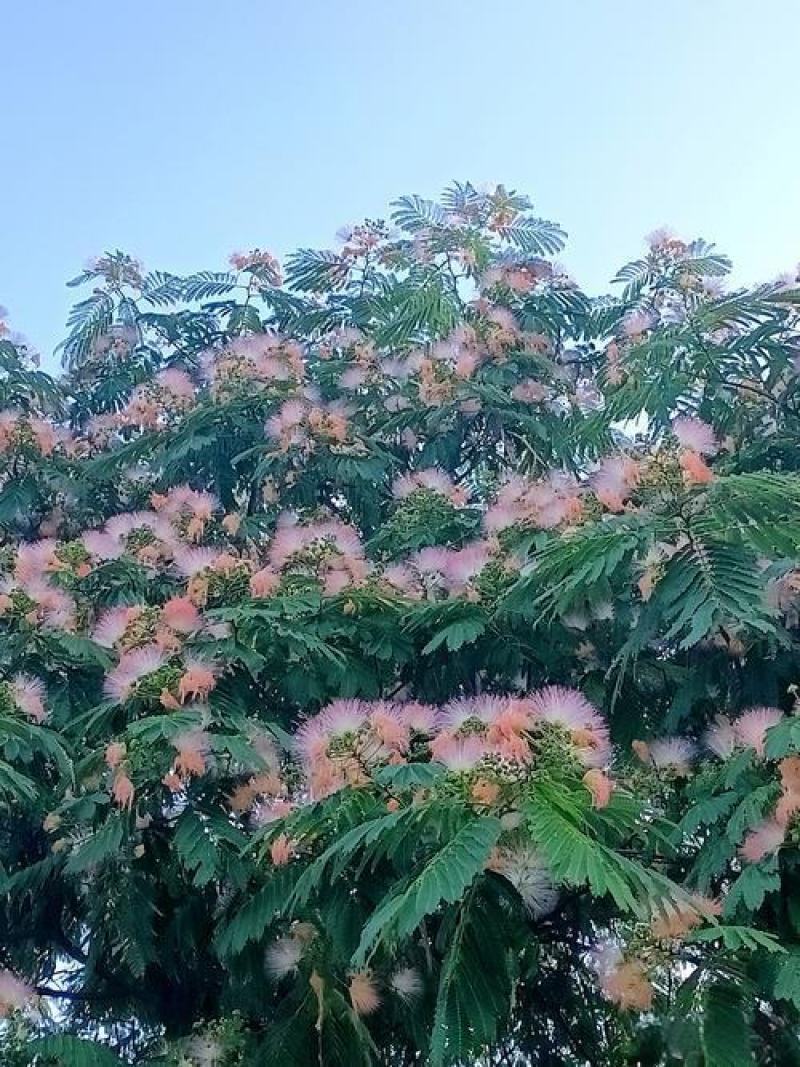 合欢树
