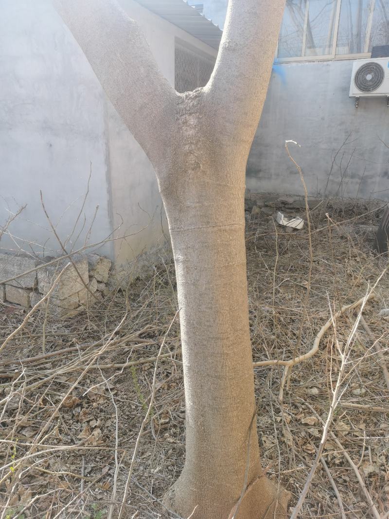 合欢树