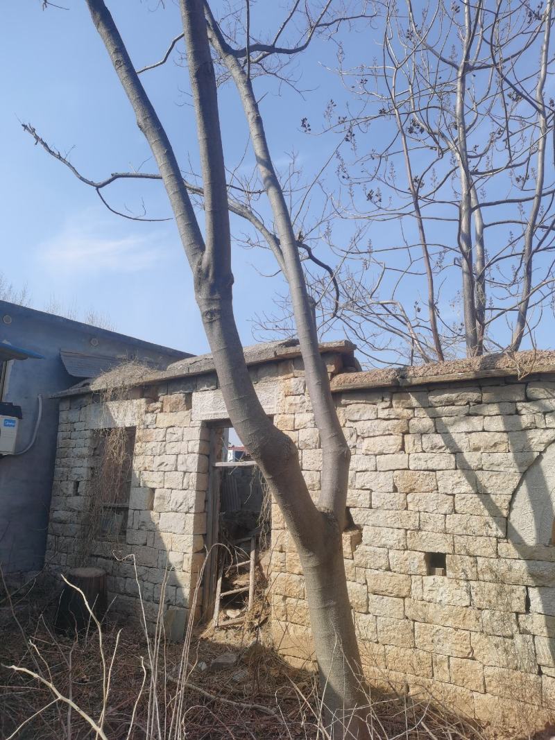 合欢树