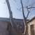 合欢树