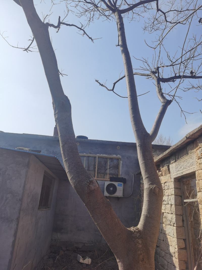 合欢树
