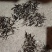 贵州亚香棒虫草