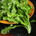 荠菜
