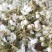 河北亿农花粉研究所，活性梨花粉主营，雪梨花粉，鸭梨花粉，