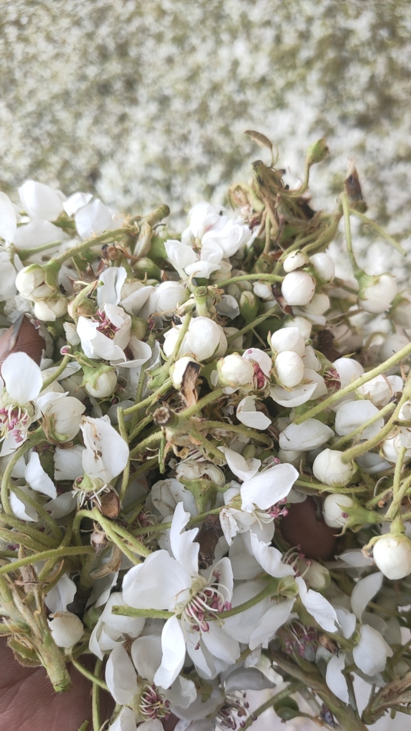 河北亿农花粉研究所，活性梨花粉主营，雪梨花粉，鸭梨花粉，