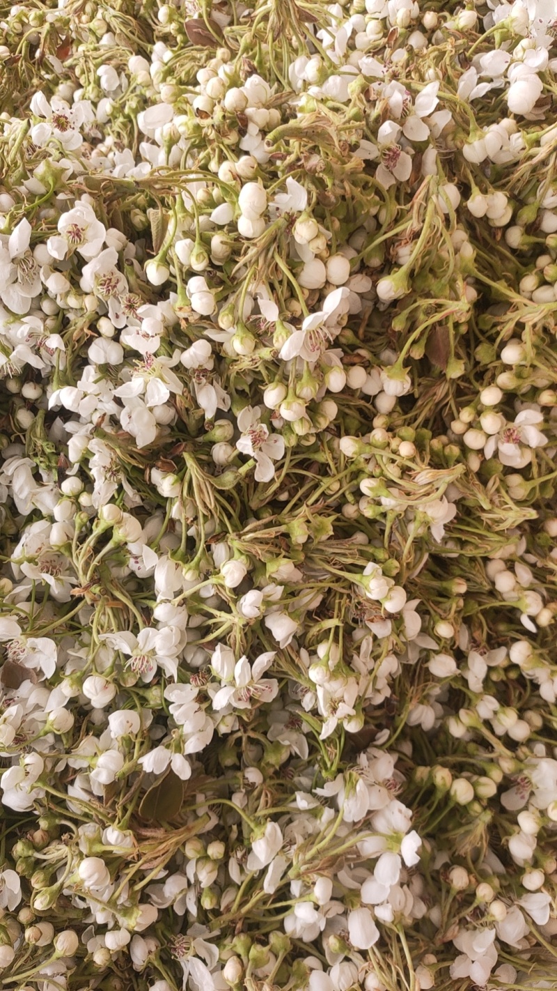 河北亿农花粉研究所，活性梨花粉主营，雪梨花粉，鸭梨花粉，