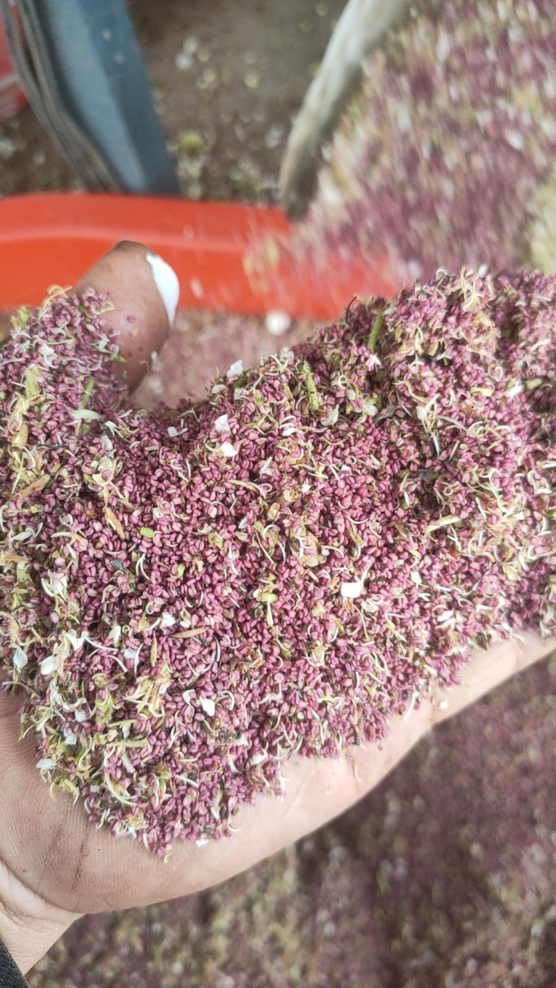 河北亿农花粉研究所，活性梨花粉主营，雪梨花粉，鸭梨花粉，