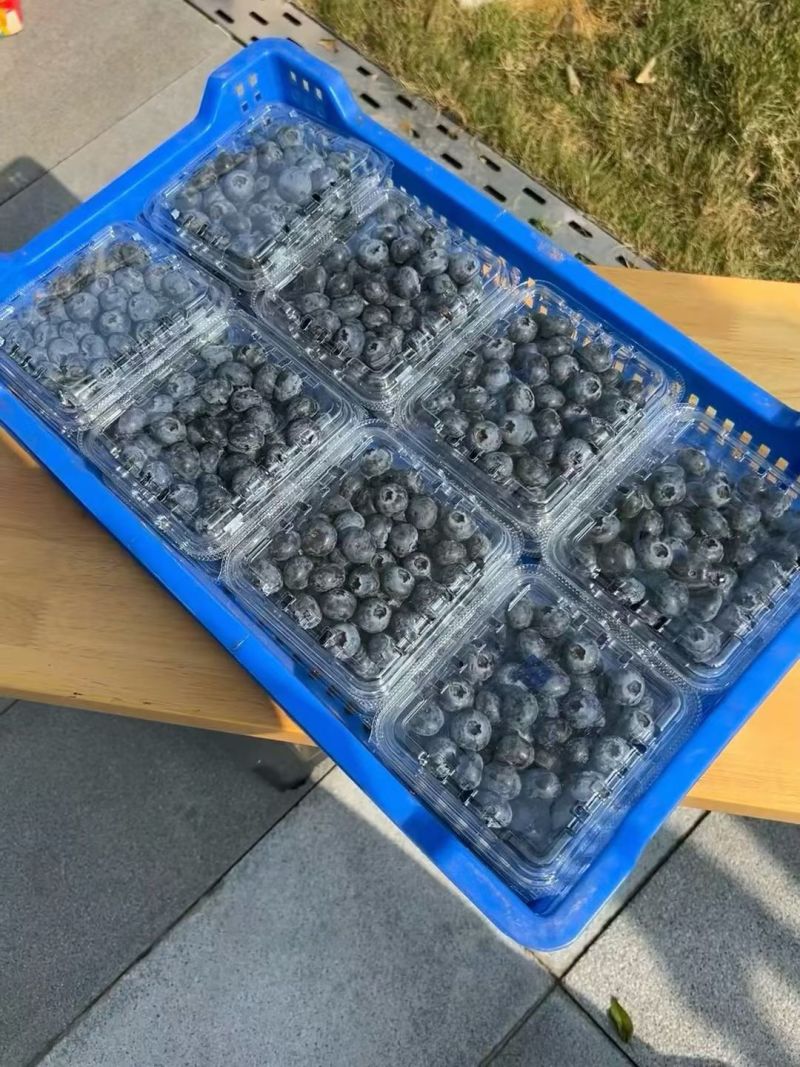 云南花香蓝莓电商一件代发