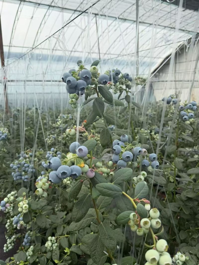 云南花香蓝莓，电商可一件代发。大量有货需要的可以聊聊