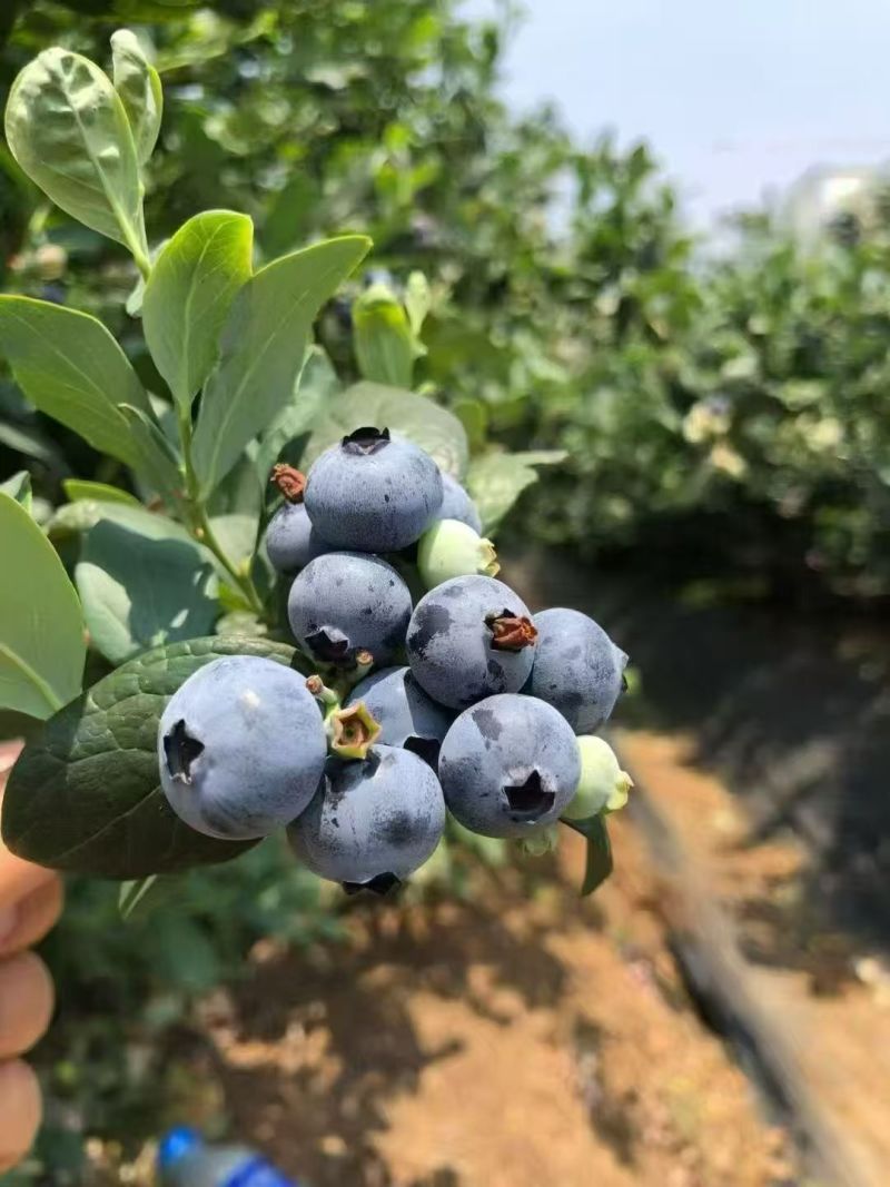 云南花香蓝莓，电商可一件代发。大量有货需要的可以聊聊