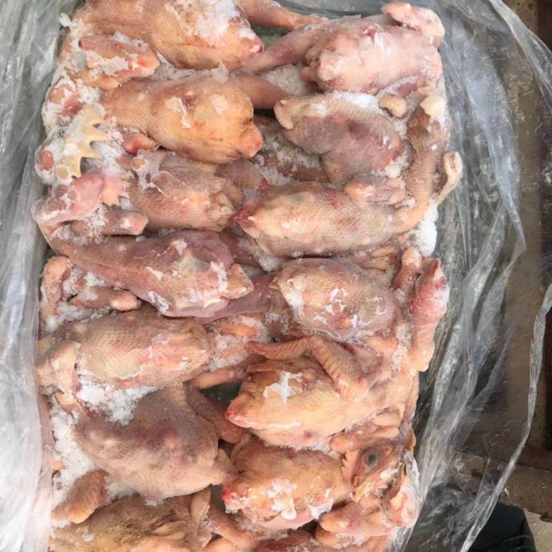 三级残鸡