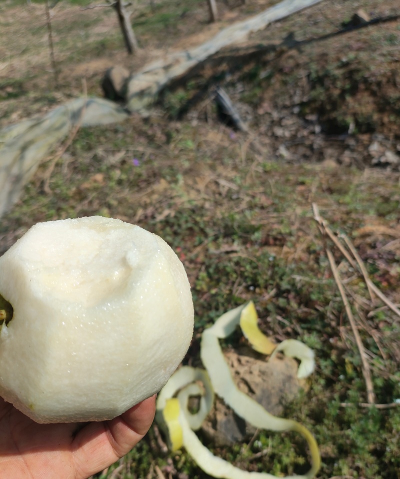 精品玉露香梨，清仓出货