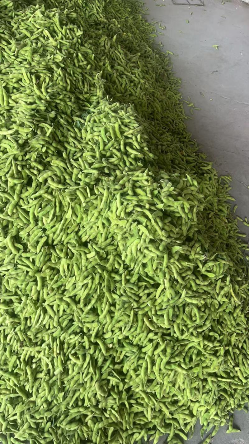 本地毛豆沈鲜大板毛豆大量上，产地发一手货源视频看货