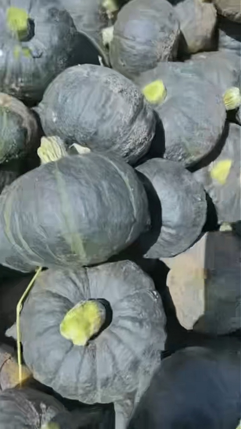 贝贝南瓜种子利农10号大果贝贝果形圆大小整齐香甜粉