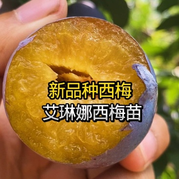 果园直发西梅李子树苗艾琳娜理查德卯爷品种纯正成活率高