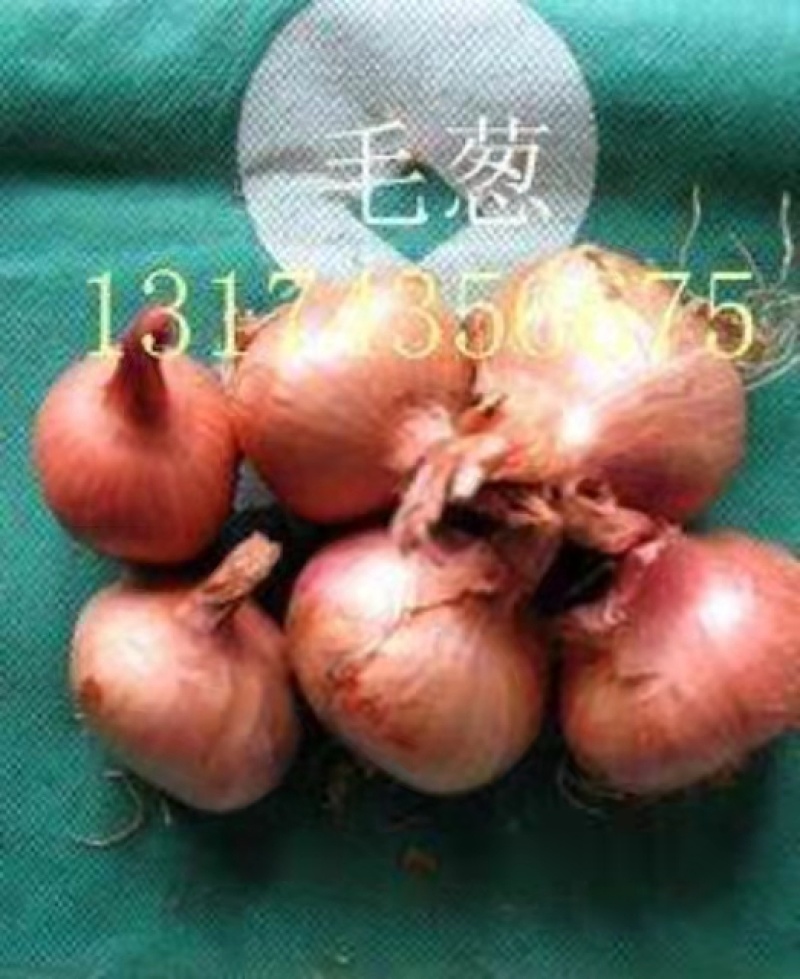 卖优质毛葱，有大中小毛葱，产地直供代办托运质量**