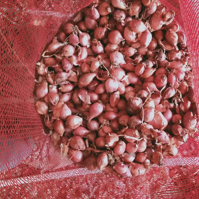 卖优质毛葱，有大中小毛葱，产地直供代办托运质量**