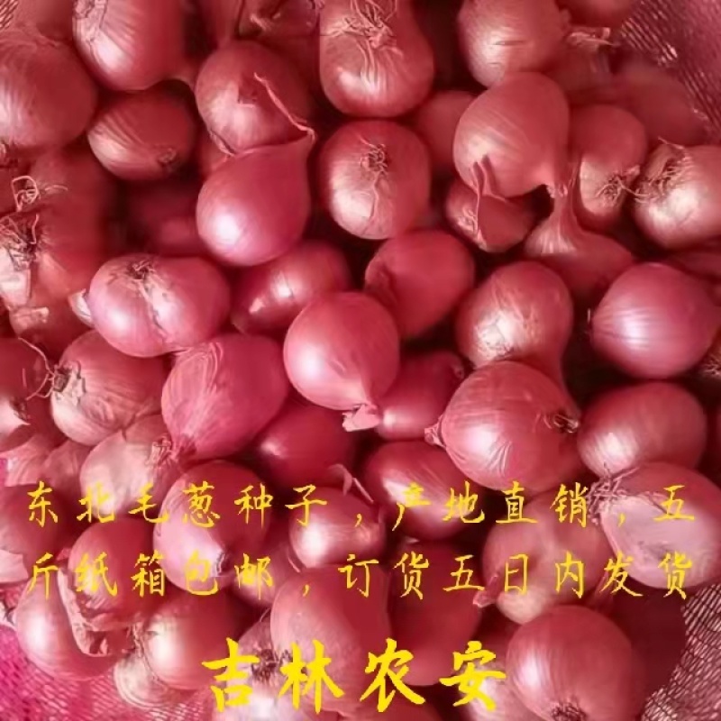 卖优质毛葱，有大中小毛葱，产地直供代办托运质量**