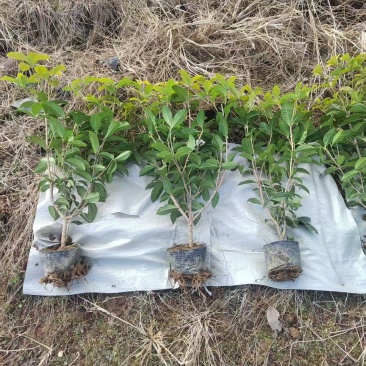 四季桂大杯、大桶高度40cm，基地有量，欢迎订购。