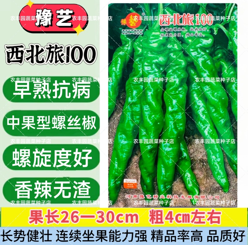 西北旅100全螺型螺丝椒种子青红两用陇椒早熟高产香辣薄