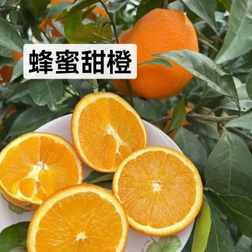 秭归脐橙—纽荷尔