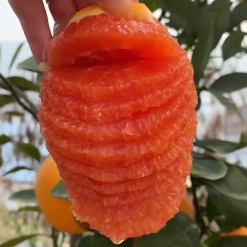 中华红橙