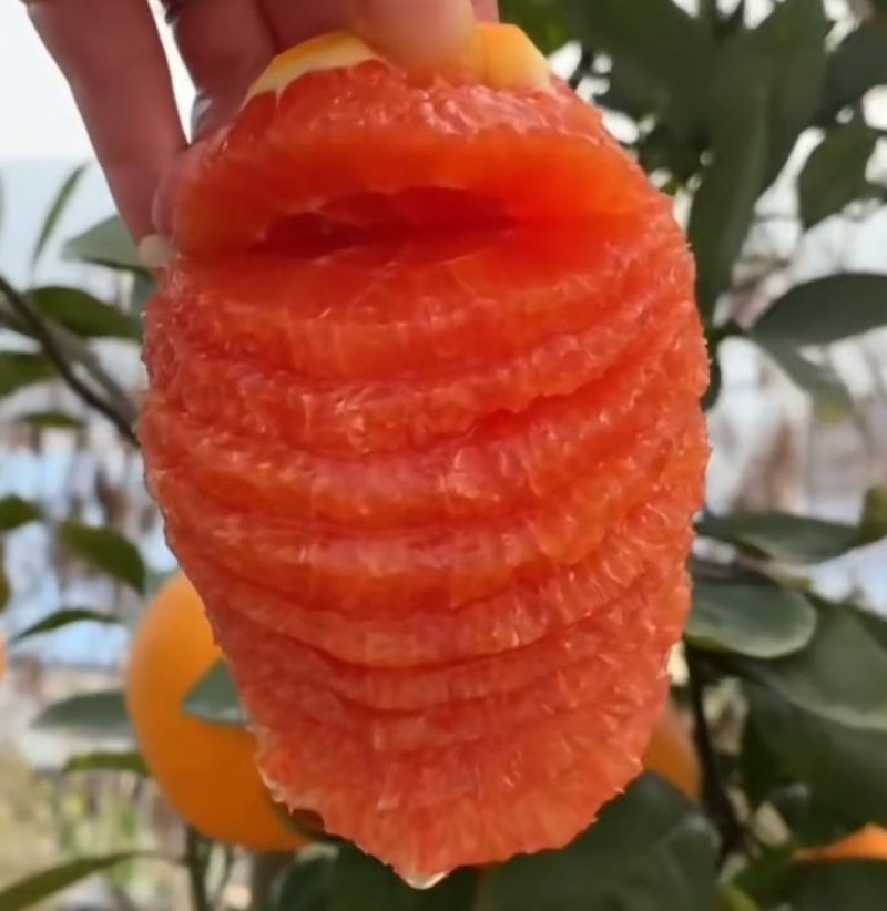 中华红橙