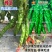 西北旅100螺丝椒种子青红两用陇椒种子早熟高产香辣薄皮辣