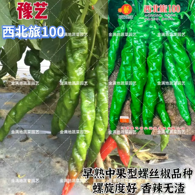 西北旅100螺丝椒种子青红两用陇椒种子早熟高产香辣薄皮辣