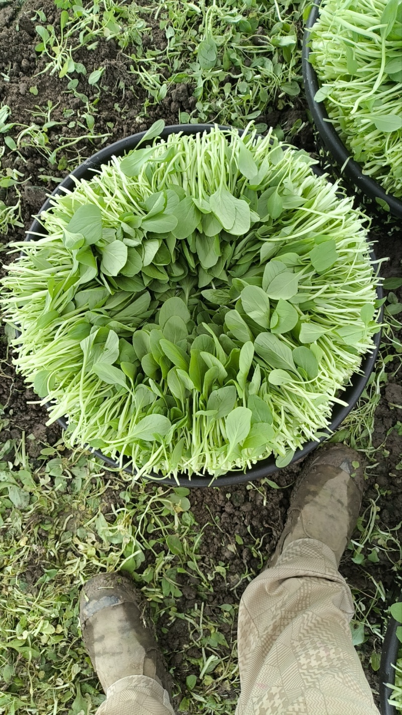 精品鸡毛菜全年供货
