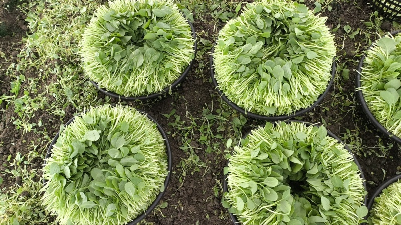 精品鸡毛菜全年供货