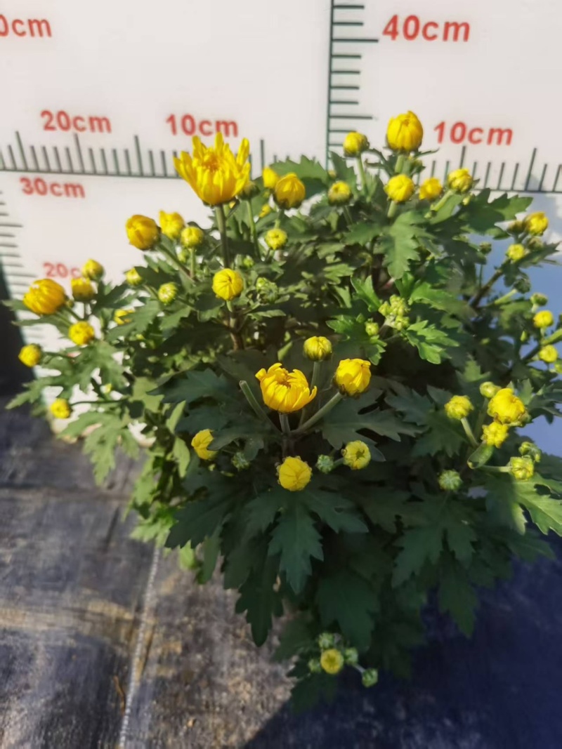 清明黄白菊花盆栽规格高大冠幅好质量保证广州基地直发货