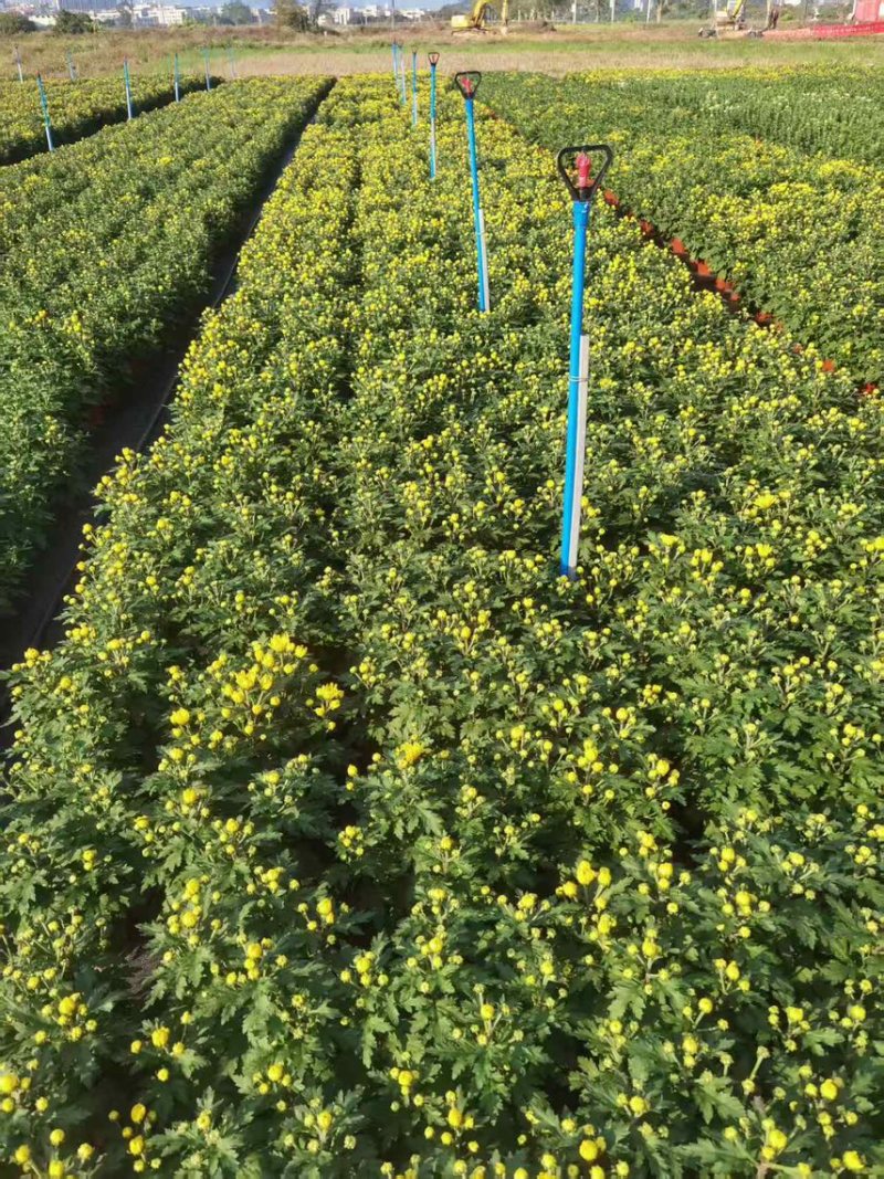清明黄白菊花盆栽规格高大冠幅好质量保证广州基地直发货