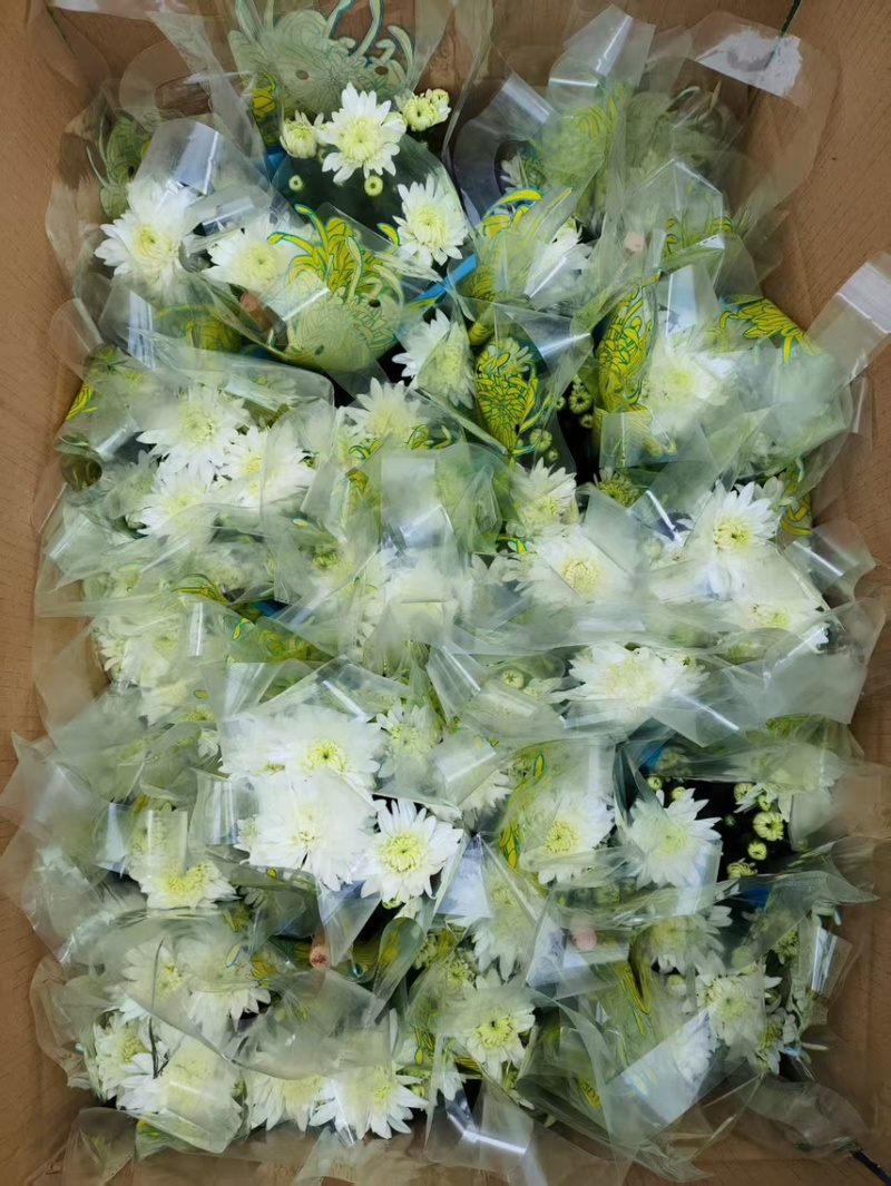 清明黄白菊花盆栽规格高大冠幅好质量保证广州基地直发货
