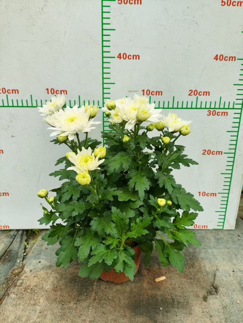 清明黄白菊花盆栽规格高大冠幅好质量保证广州基地直发货