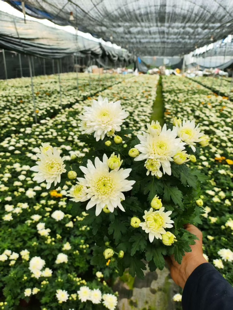 清明黄白菊花盆栽规格高大冠幅好质量保证广州基地直发货