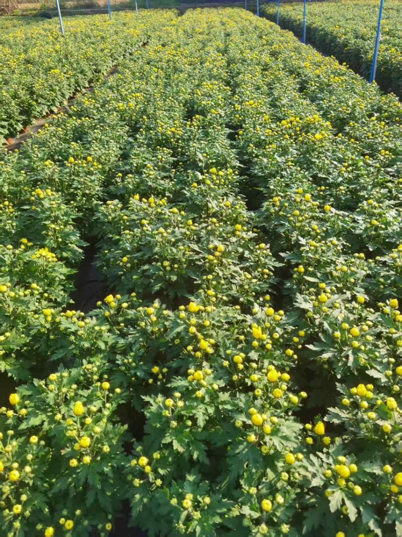 清明黄白菊花盆栽规格高大冠幅好质量保证广州基地直发货