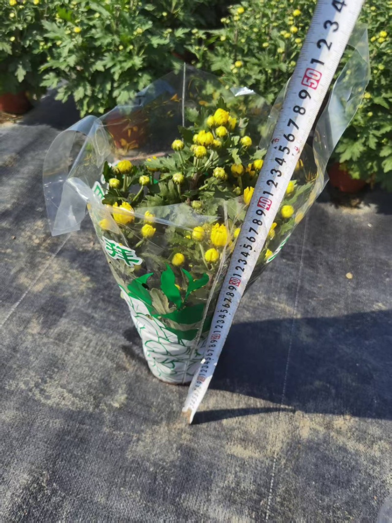 清明黄白菊花盆栽规格高大冠幅好质量保证广州基地直发货