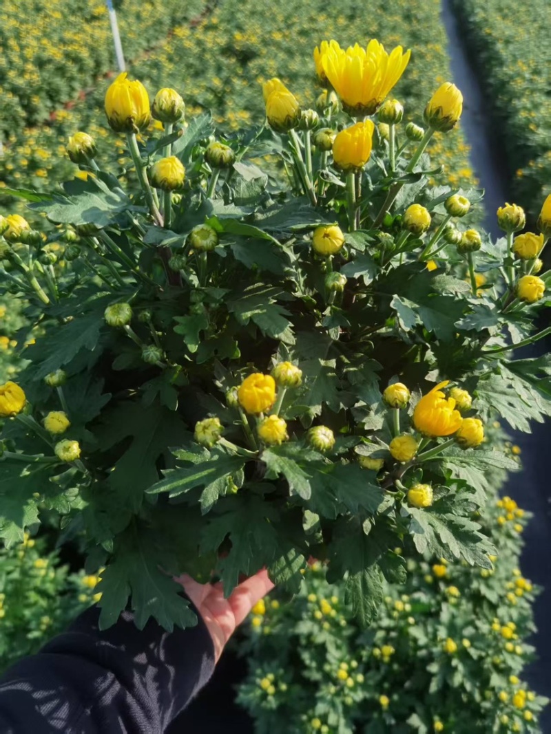 清明黄白菊花盆栽规格高大冠幅好质量保证广州基地直发货