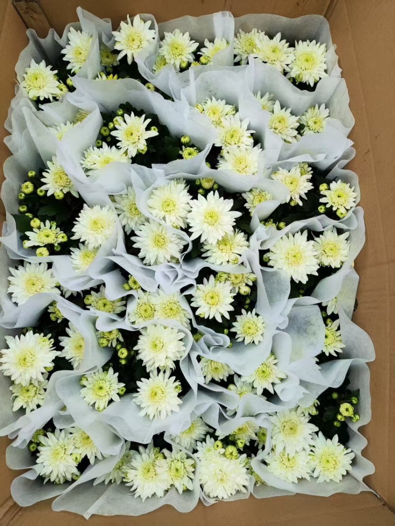 清明黄白菊花盆栽规格高大冠幅好质量保证广州基地直发货