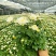 清明黄白菊花盆栽规格高大冠幅好质量保证广州基地直发货