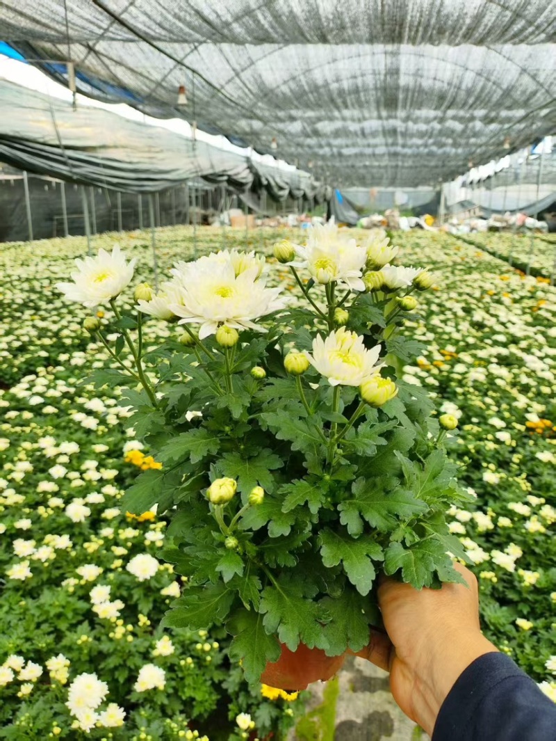 清明黄白菊花盆栽规格高大冠幅好质量保证广州基地直发货