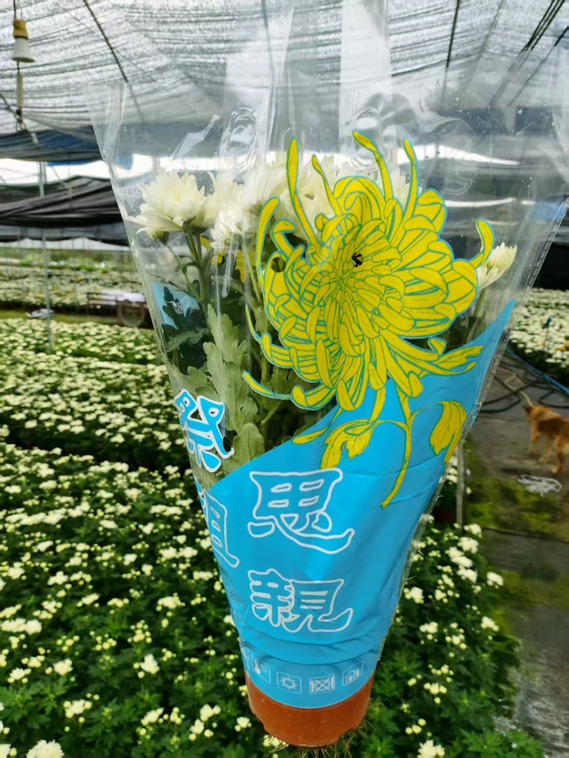 清明黄白菊花盆栽规格高大冠幅好质量保证广州基地直发货