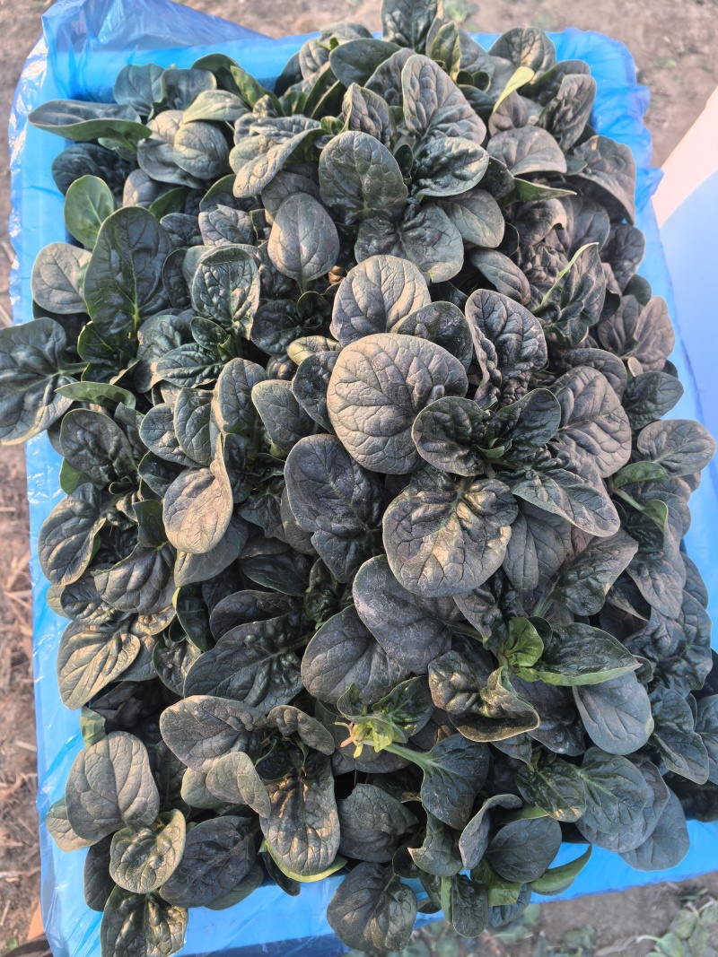 【天飞曌农业千亩基地圆叶红根趴地菠菜大棚电商】