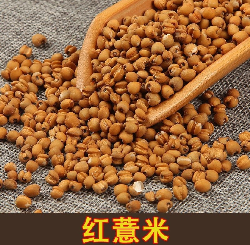 云南红薏仁米，产地直发货源充足稳定，欢迎各地老板来电看货