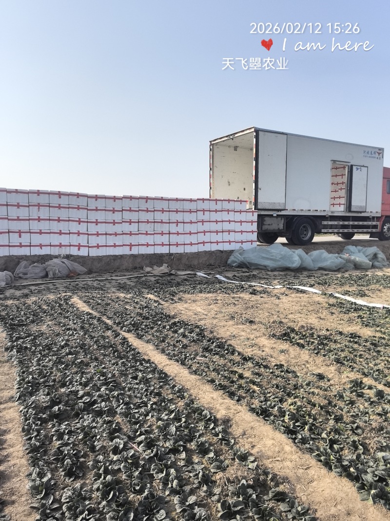 【天飞曌农业千亩基地圆叶红根趴地菠菜大棚电商】