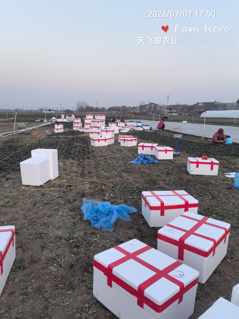【天飞曌农业千亩基地圆叶红根趴地菠菜大棚电商】